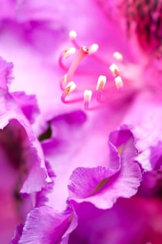 Close-up of a pink flower blossom
