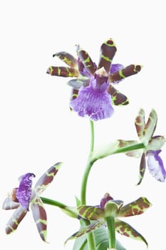 Orchid