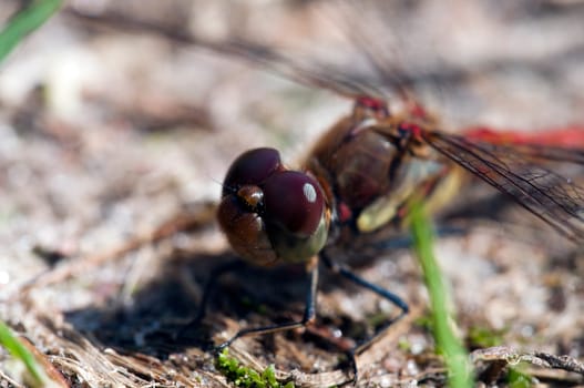 Common Heather Dragonfly - Sympetrum vulgatum sitting on the ground