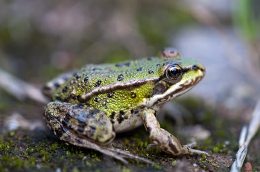Pond frog - Pelophylax esculentus sitting on the ground