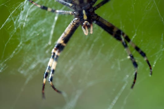 Wasp spider - Argiope bruennichi in the web - hanging down