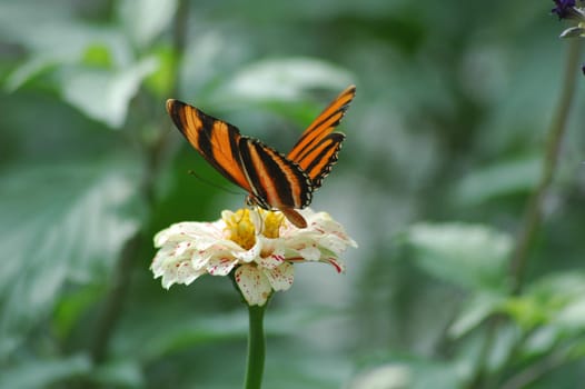 Beautiful butterfly garden in a beautiful summer season