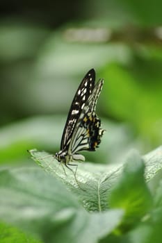 Beautiful butterfly garden in a beautiful summer season
