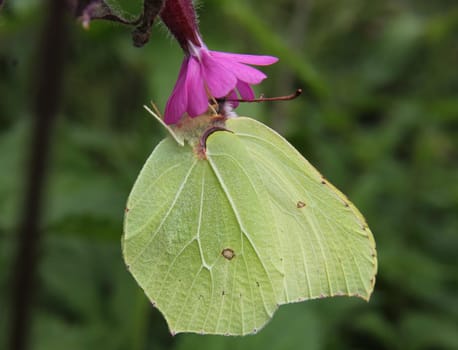 Lemon butterfly on clove