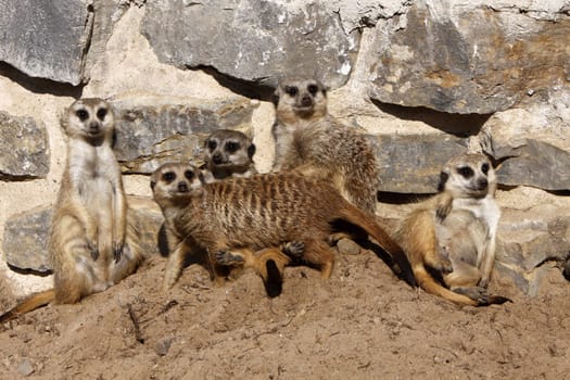 Meerkat family with cub