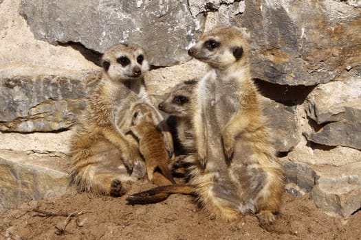 Meerkat family with cub