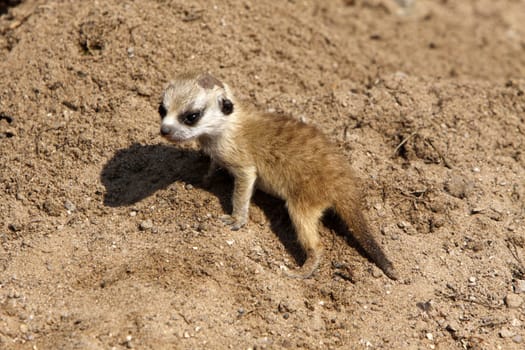 Baby meerkat