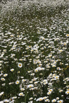 Daisy meadow