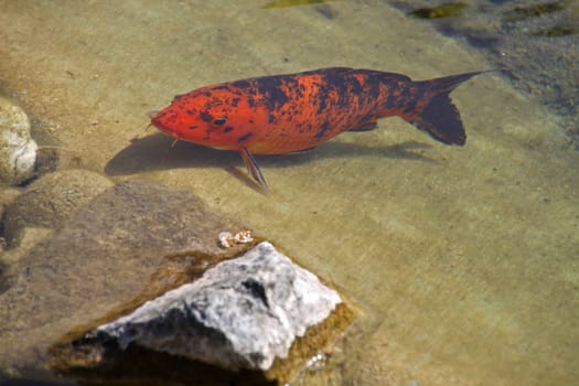 Koi