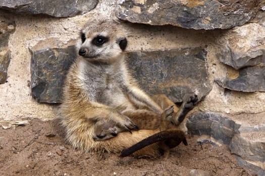 Meerkat with baby