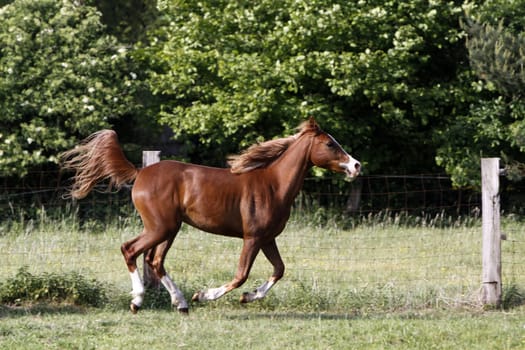 Galloping Arabian in a pasture