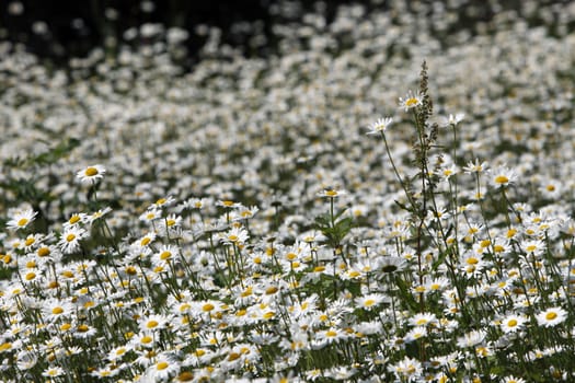 Daisy meadow