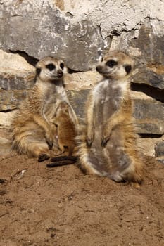 Meerkat family with cub
