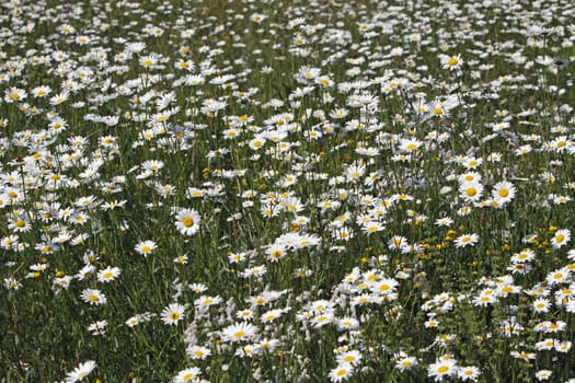 Daisy meadow