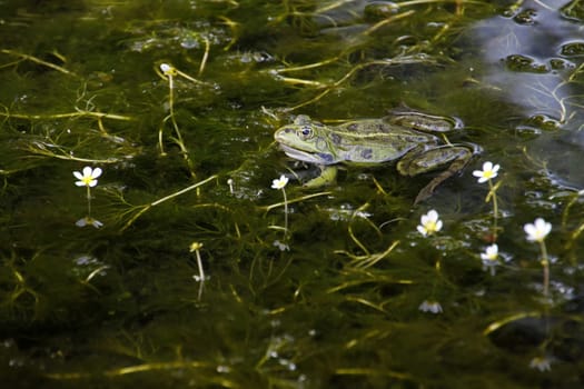 Common water frog