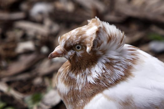 Brown and white dove