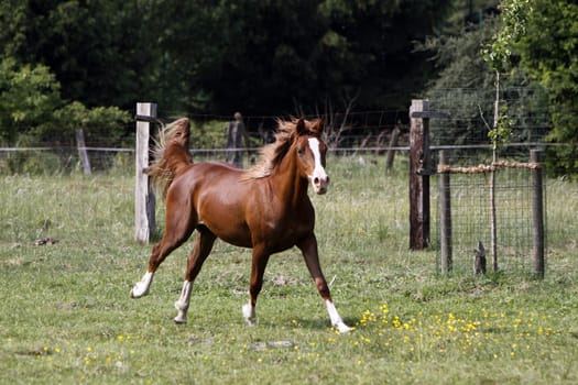 Galloping Arabian in a pasture