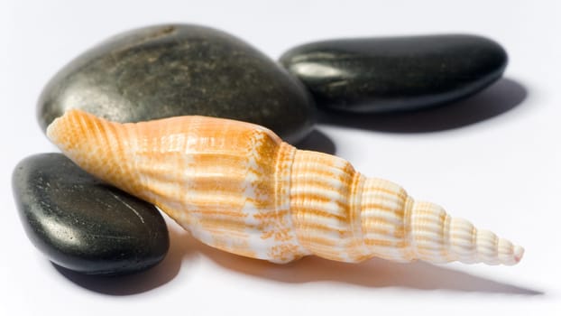 Empty snail shell with spa stones on white background