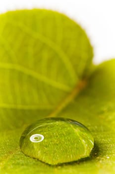 Green Succulent Leaf with Drops on White