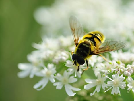 Hoverfly