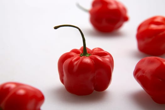 Chili Habanero