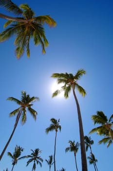 Palm trees