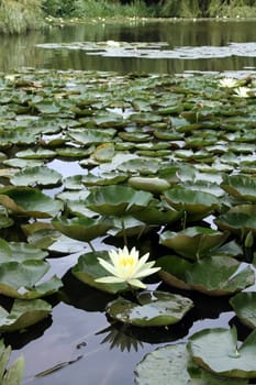 details of water lily in a zen garden