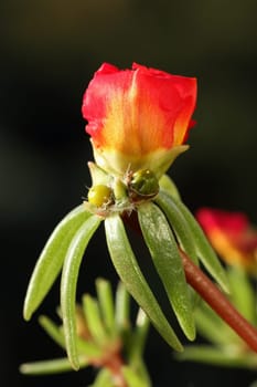 details of flowers: Portulaca grandiflora