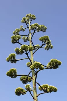 details of a Agave americana