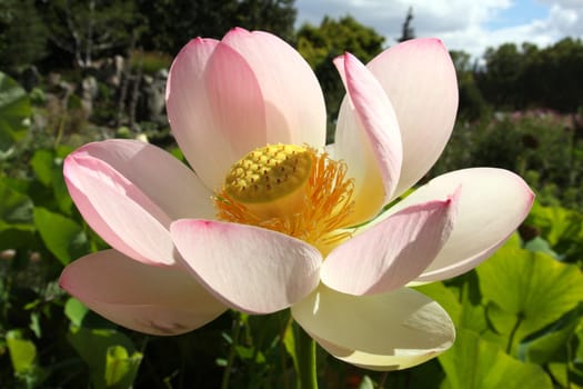 details of a sacred lotus, symbol for buddhism.
