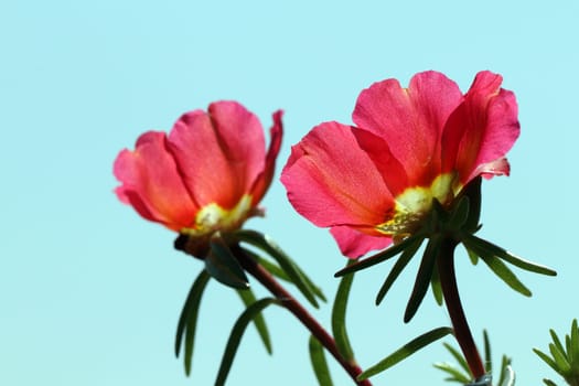 details of flowers: Portulaca grandiflora