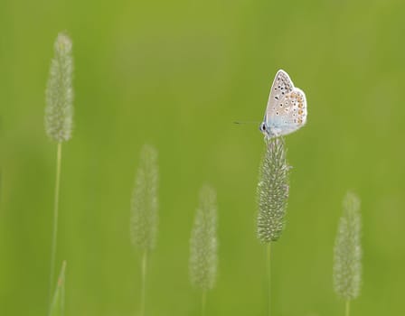 Blue in a grassy meadow