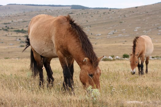 details of Przewalski horse