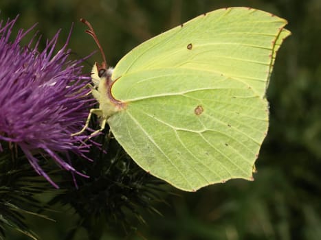 Brimstone