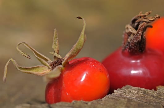 Haws