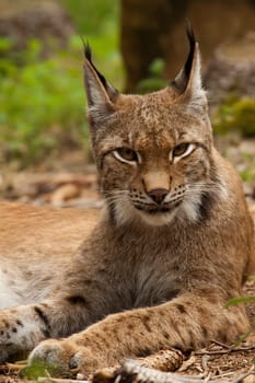 Lynx