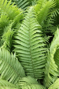 details of fern plants