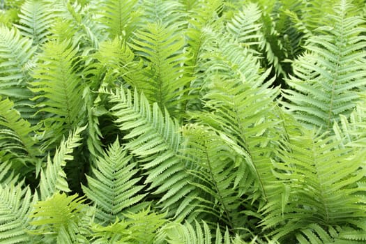 details of fern plants