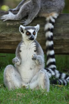 details of a lemur catta
