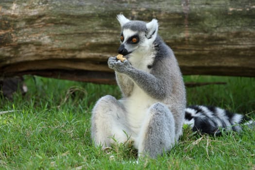 details of a lemur catta
