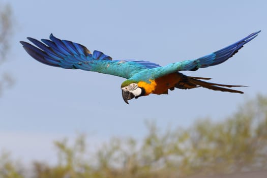 details of a blue and yellow macaw in flight