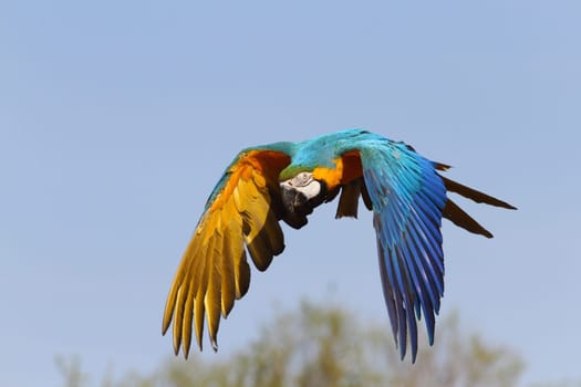 details of a blue and yellow macaw in flight