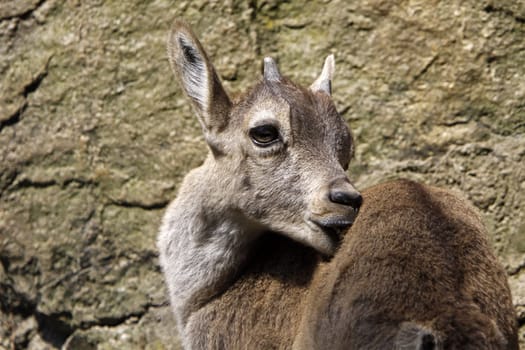 Capricorn fawn