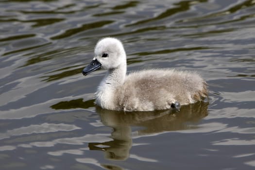 Mute Swan Chick