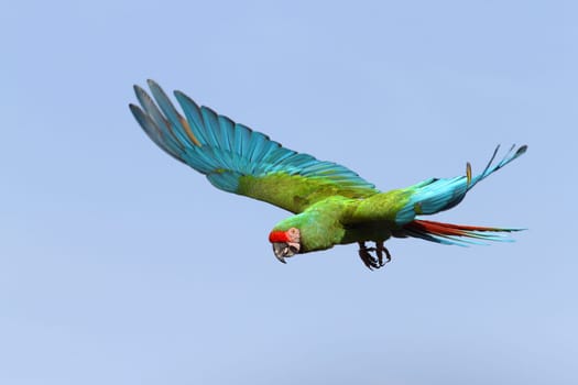details of a Military Macaw in flight