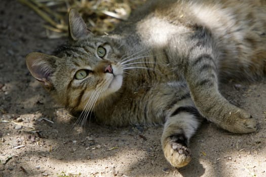 European wildcat