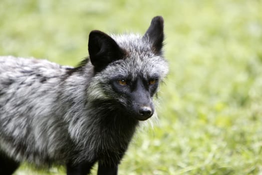 Silver fox