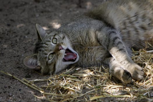 European wildcat