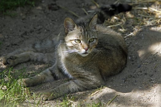 European wildcat