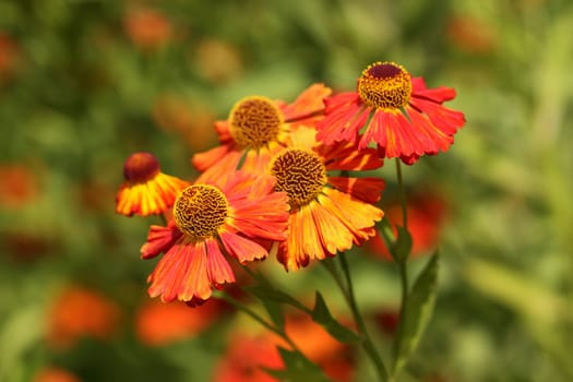 Helenium [Sun Bride]